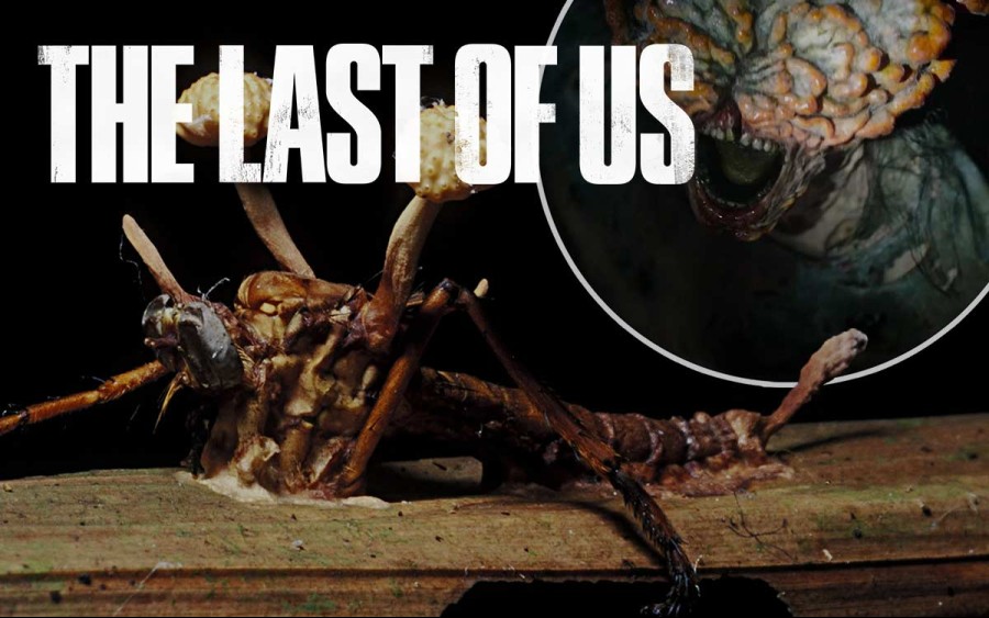 The Last of Us Yaratıkları Zombi Değil