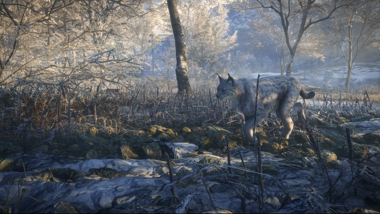 theHunter: Call of the Wild™ - Medved-Taiga